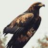 Golden Eagle Birds Diamond Painting