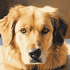 Golden Shepherd Puppies Diamond Painting