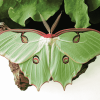 Green Luna Moth Diamond Painting