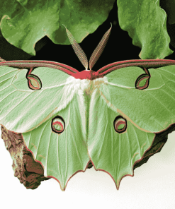 Green Luna Moth Diamond Painting