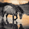 Grey Horse Splashing Diamond Painting