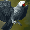 Grey Parrot Bird Diamond Painting