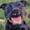 Happy Black Staffy Diamond Painting