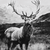 Highland Stag Black and White Diamond Painting