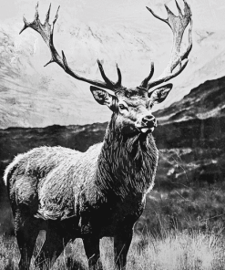 Highland Stag Black and White Diamond Painting