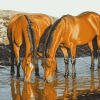 Horses Drinking Animal Art Diamond Painting