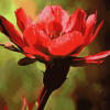 Indian Paintbrush Blossoms Diamond Painting