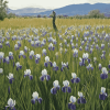 Irish Mountain Iris Field Diamond Painting