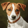 Jack Russell Puppy Diamond Painting