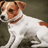 Jack Russell Terrier Puppies Diamond Painting