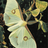 Luna Moth Butterfly Diamond Painting