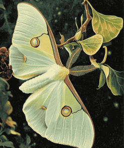 Luna Moth Butterfly Diamond Painting