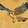 Majestic Kestrel Bird Diamond Painting