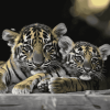 Monochrome Baby Tiger Diamond Painting