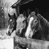 Monochrome Horses on the Farm Diamond Painting