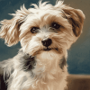 Morkie Puppy Diamond Painting