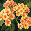 Orange Blossom Lantanas Diamond Painting