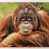 Orangutans Jungle Diamond Painting