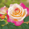 Peace Roses Bloom Diamond Painting