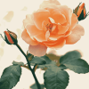 Peach Rose Blossoms Diamond Painting