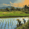 Rice Fields of Asia Diamond Painting