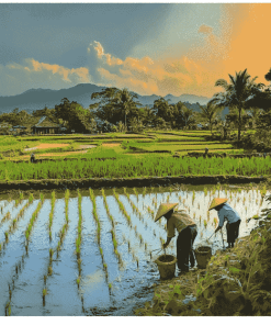 Rice Fields of Asia Diamond Painting