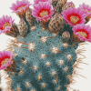 Roses Blossoms Cactus Diamond Painting