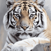 Siberian Tiger Wildlife Diamond Painting