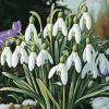 Snow Drops Floral Diamond Painting