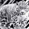 Snow Leopard Elegance Diamond Painting