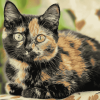 Tortoiseshell Cat Diamond Painting