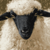 Valais Blacknose Sheep Diamond Painting