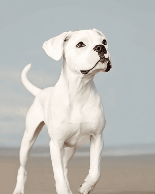 White Boxer Puppy Diamond Painting