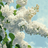 White Lilac Blossom Diamond Painting