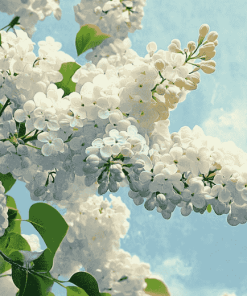 White Lilac Blossom Diamond Painting