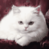 White Persian Kitten Diamond Painting