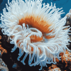 White Sea Anemone Ocean Life Diamond Painting