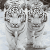 White Siberian Tiger Diamond Painting