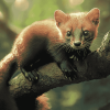 Wild Marten Animal Diamond Painting