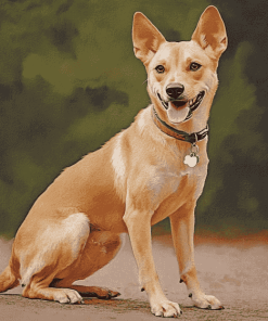 Yellow Carolina Dog Diamond Painting