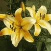 Yellow Lily Rose Flowers Diamond Painting